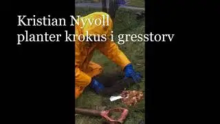 L&oslash;k utplanting - Krokus i gresstorva med Kristian Nyvoll