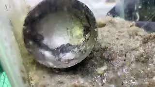 New waterfall decorations tank clean betta breeding