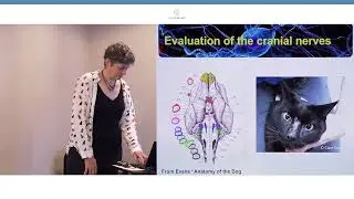 Feline Neurology – the Weak, Ataxic, Seizuring or Confused Cat