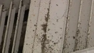 Residents at NE Houston apartment complex voice concerns over mold, rats, roach infestation