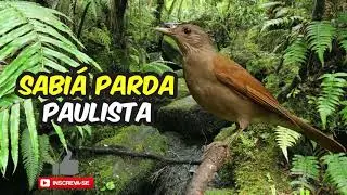 Sabiá Parda Paulista