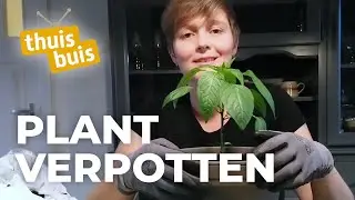 Planten verpotten | ThuisLeren