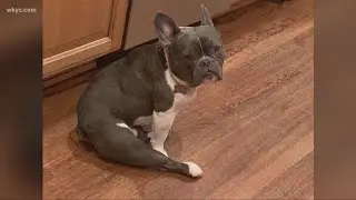 Rocky River family gives warning to pet owners after chip bag leads to dog suffocating