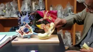 Multipolar Neuron