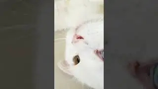 #music #song #newsong #anime #cat #funk #cutecat #cute #lifeisbutadream #kitten #rehanvideo's6669