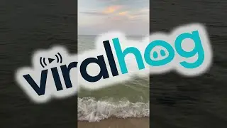 Stingrays Swim Along Beach at Sunset || ViralHog
