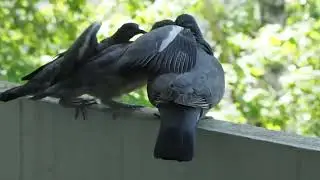 Wood Pigeon Feeding Chicks