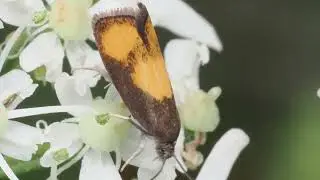 Oranje dwergbladroller  - Pammene aurane 19 juli 2025