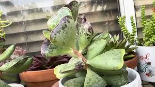 Adromischus Triflorus &ldquo;Calico Hearts&rdquo;