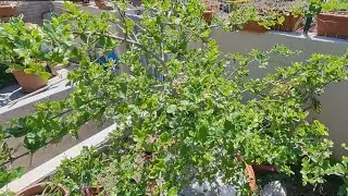 L'Acerola in Italia è Possibile? - É Possível Cultivar Acerola na Itália?