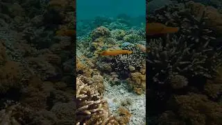 Underwater life | Nusa Penida snorkeling Bali