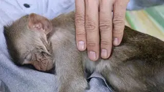 Relaxing Midday| Baby Monkey Nona Lovely Sleeping Compilation/ Sleeping Hug Daddy Very Comfortable
