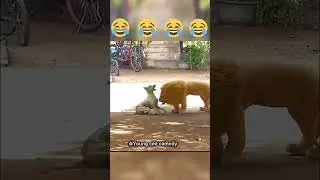 LION PRANK ON A DOG😂😂😂 #fypシ゚viral #viralvideo #funnyprank #trendingshorts