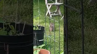 Wild Bunny Rabbits living in my back yard garden! UP-CLOSE! Adventures of Hopkins & Friends #shorts