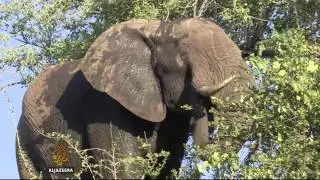Female rangers fight rhino poaching in South Africa