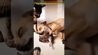 cat🐈 vs dog 🐕 #funny #dog #cat #pets2 #ai 🤣🤣🤣