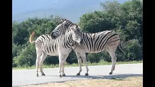 Рэп-видео Zebra 🦓