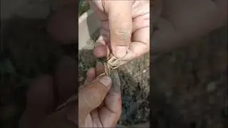 Tanam benih Mulukhia