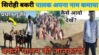 सिरोही बकरी पालक ने ब्रीडिंग में अपना नाम कमाया है।goat breed information in rajasthan india fouji 
