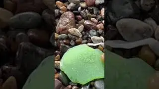 Awesome big green sea glass. #green #SeaGlass #beach