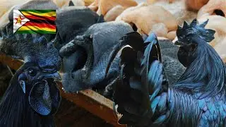 How Much Money a Farmer Can Make Growing The Most Expensive Chicken Breed (Ayam Cemani) in Zimbabwe