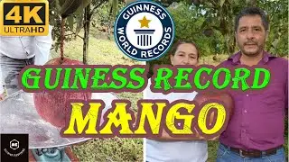 Guiness world record - World heaviest Mango | world record #4K
