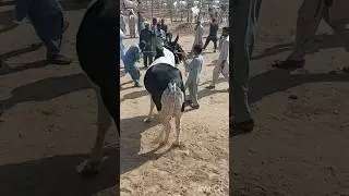 Eid qurban ❤️#eid ul azha #tbk alpha #youtube shorts