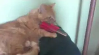 Cat Holding a Gun