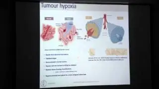 Modelling hypoxia activated prodrugs in vitro and in silico