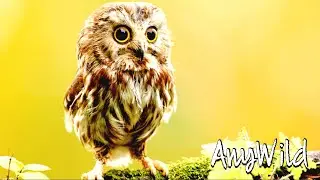 Кто такие Совы🦉Интересные и Малоизвестные факты про Сову🔥 AnyWild