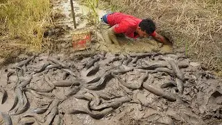 Hand Fishing Under Muddy! : Unique Fishing after Dry Water & Catch Copper Fish & Catfish