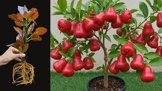 How To Propagate Java Apple Trees Cutting Faster, how to growing java apple trees #fruit