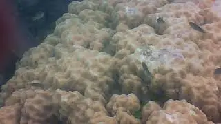 Noumea reef snorkel vCoral