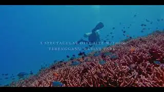 Dive into the Underwater Wonders of Tanjong Jara Resort