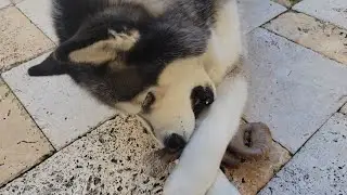 My Husky Is So Obsessed with His Chewing Toys!
