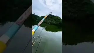 grape fishing bait #shorts #fishing #bigfish #funnyvideo #grape #fish