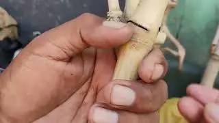 Akik,Once, Bambu Antik Klenik Ready di Pasar Loak Sepanjang Sidoarjo 