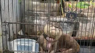 Hari ke -7 Proses menjinakkan berang berang