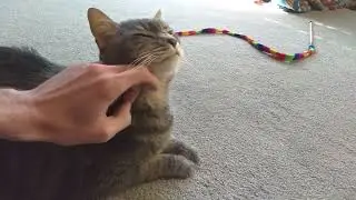 Cat video: 14 year old Enzo hunts, kills, & eats a spider.