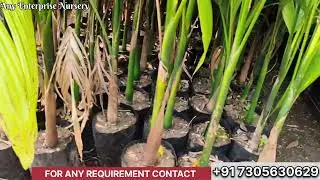 Erica nut plant # 4 to 6 feet height # All our India delivery service available # p.h- 7305630629