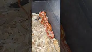 Amel motley corn snake pair #cornsnake #reptiles #snake #reptile