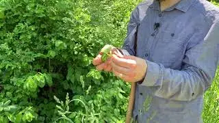 Learn how to identify jewelweed a poison ivy remedy