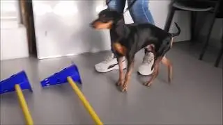 Rehabilitación veterinaria hernia discal aguda no quirúrgica