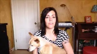 Wild Alaskan Salmon Oil For Dogs Product Review - For Reduced Shedding & Healthy Shiny Coat