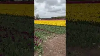 Tulip field in England 🌷🌷￼ #shortsfeed  #flowers  #tulip #tulips  #norfolk  #tulipfields  #england
