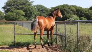 Lil GunTrader by Colonels Lil Gun ~ Reining Prospect ~ SOLD