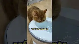Beberam tanta água que sobrou até pro sofá?! 🐱🚽🛋️mini wood toy~woodworking art skills \ hand~