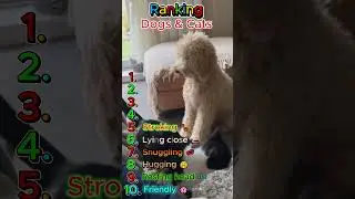 &ldquo;Stylish Dog Transformation &ndash; From Cute Pup to Fashion Icon!&rdquo; 🐾👑 #trendingnow #comedyshorts