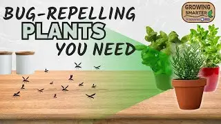 Natural Bug Repellent Plants | Keep Pests Away the Eco-Friendly Way
