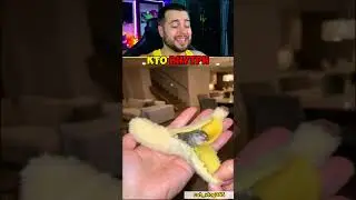 КОТ СПИТ В БАНАНЕ? 😺🍌 #shorts